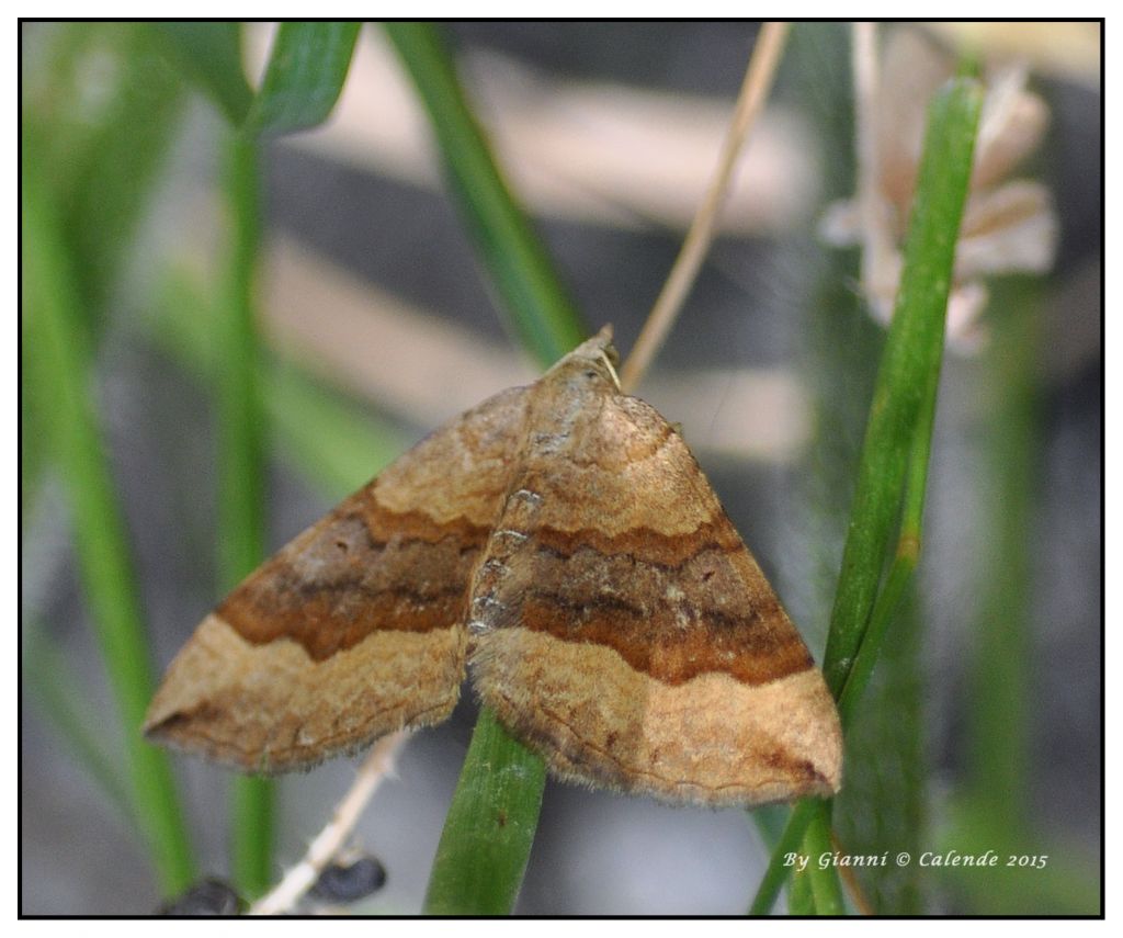 Altra Falena -  Scotopteryx chenopodiata